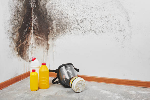 Best Industrial Mold Remediation in White House, TN