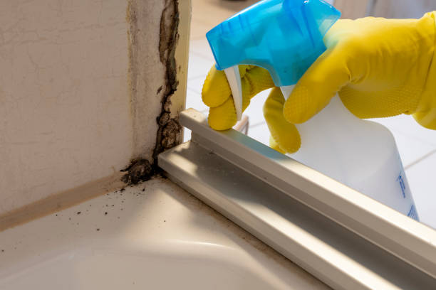 Localized Mold Remediation (e.g., coastal areas, humid climates)