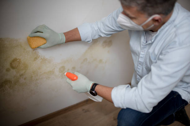 Best Black Mold Remediation in White House, TN