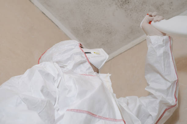 Best Localized Mold Remediation (e.g., coastal areas, humid climates) in White House, TN