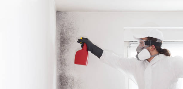 Best Post-Flood Mold Remediation in White House, TN