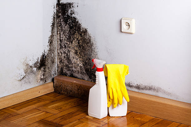 Best Attic Mold Remediation in White House, TN